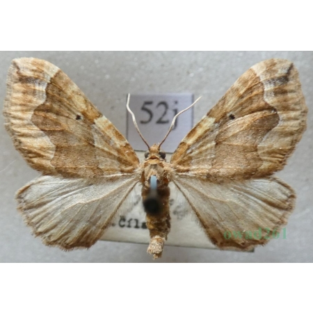Pelurga comitata (Linnaeus, 1758) Paśnik maczyniak Czech52j